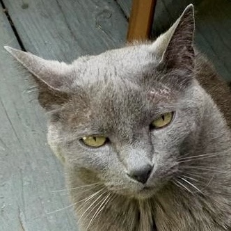 macska