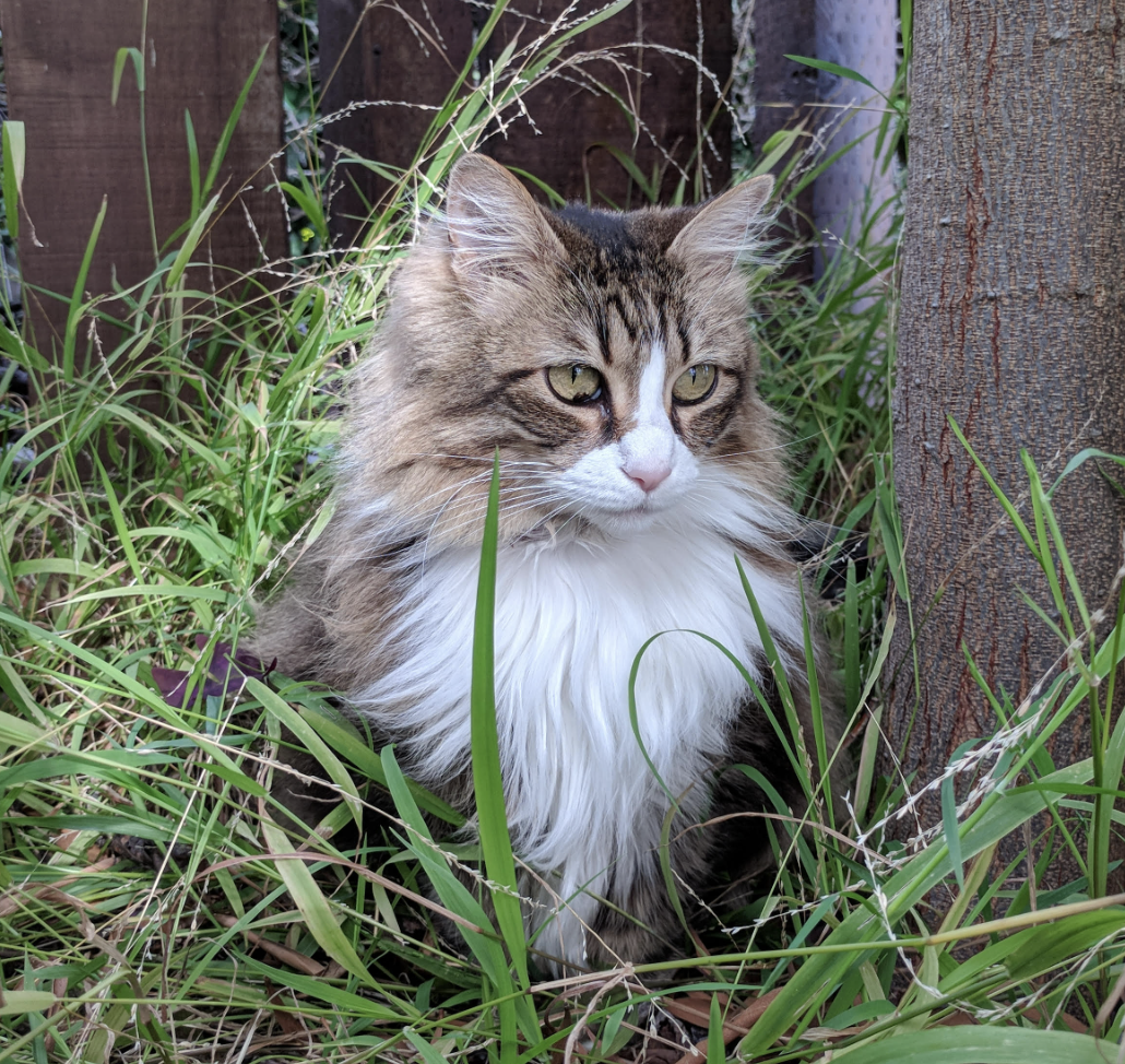 nina