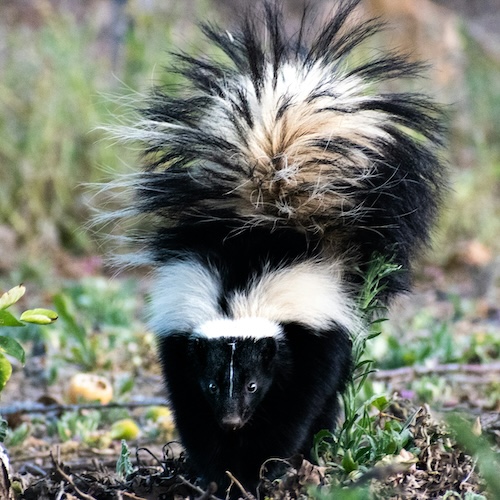 skunk
