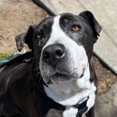 stella